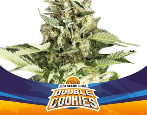 double-cookies-auto-planta SensorySeeds Planta Double Cookies Autofloreciente