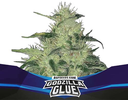 godzilla-glue-auto-planta SensorySeeds Planta Godzilla Glue Autofloreciente