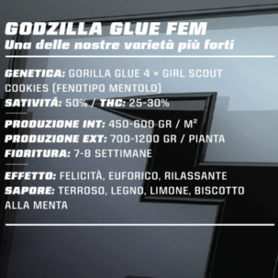 SensorySeeds Descripción Semillas Godzilla Glue Autoflorecientes