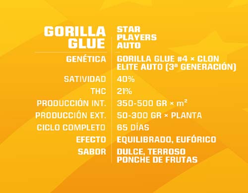 gorilla-glue-auto-descripción SensorySeeds Descripción Semillas Gorilla Glue Autoflorecientes