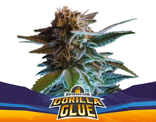 gorilla-glue-auto-planta SensorySeeds Planta Gorilla Glue Autofloreciente