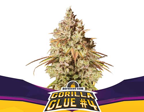 gorilla-glue-fem-planta SensorySeeds Planta Gorilla Glue Feminizada