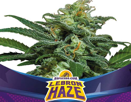 lebron-haze-auto-planta SensorySeeds Planta Lebron Haze Autofloreciente