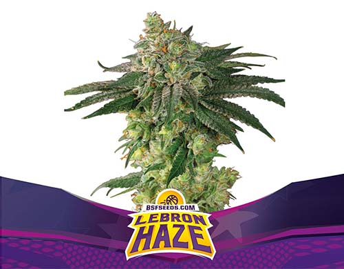 lebron-haze-fem-planta SensorySeeds Planta Lebron Haze Feminizada