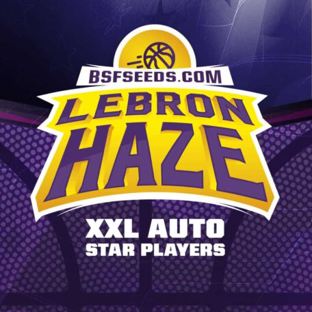 lebron-haze-semillas-de-canamo-autoflorecientes lebron-haze-semillas-de-canamo-autoflorecientes