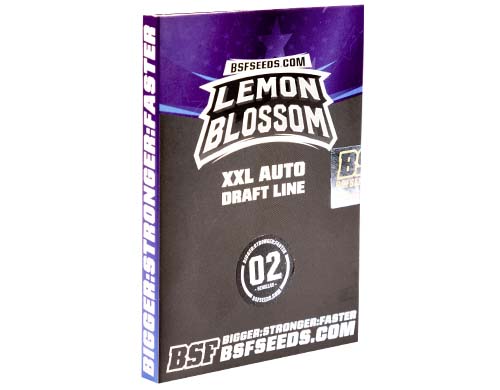 lemon-blossom-auto-paquete SensorySeeds Paquete Semillas Lemon Blossom Autoflorecientes
