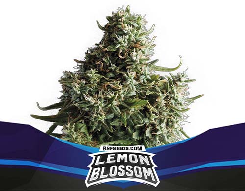 lemon-blossom-auto-planta SensorySeeds Planta Lemon Blossom Autofloreciente
