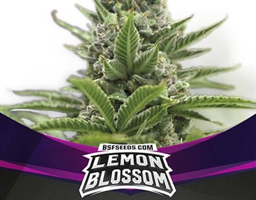 SensorySeeds Planta Lemon Blossom Feminizada