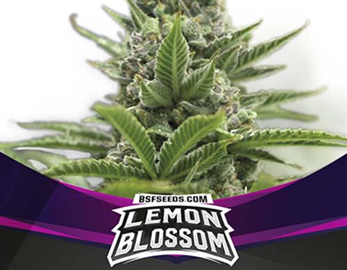 lemon-blossom-fem-planta SensorySeeds Planta Lemon Blossom Feminizada