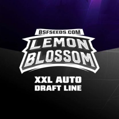 logo-semillas-autoflorecientes-lemon-blossom Logo semillas autoflorecientes de Lemon Blossom
