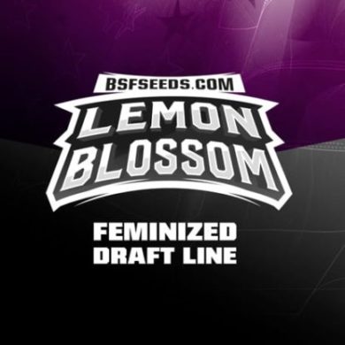 Logo semillas feminizadas de Lemon Blossom