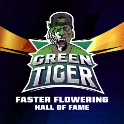 logo-semillas-floracion-rapida-green-tiger Logo de semillas de floracion rapida Green Tiger