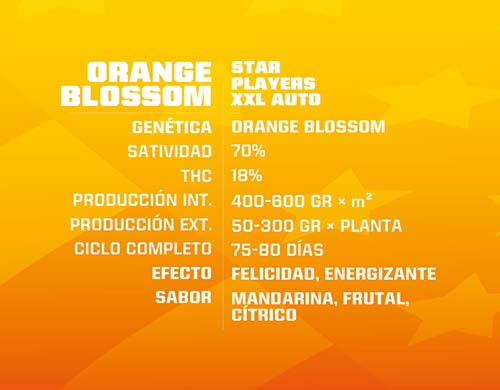 orange-blossom-auto-descripción SensorySeeds Descripción Semillas Orange Blossom Autoflorecientes