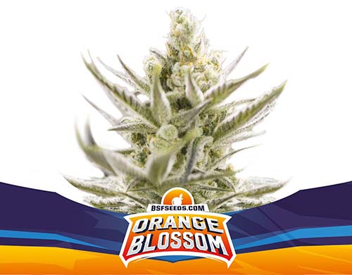 orange-blossom-auto-planta SensorySeeds Planta Orange Blossom Autofloreciente
