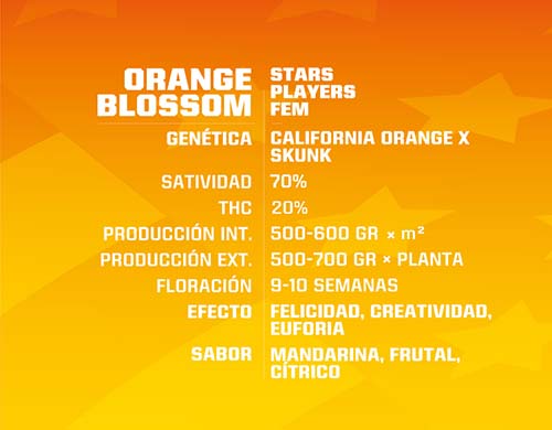 orange-blossom-fem-descripción SensorySeeds Descripción Semillas Orange Blossom Feminizadas