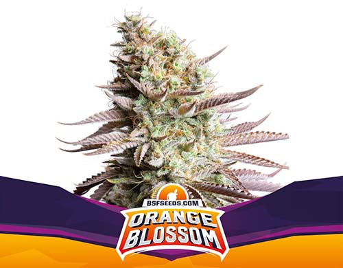 orange-blossom-fem-planta SensorySeeds Planta Orange Blossom Feminizada
