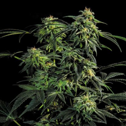 planta-semillas-floracion-rapida-obg-kush Planta de semillas de floracion rapida Obg Kush