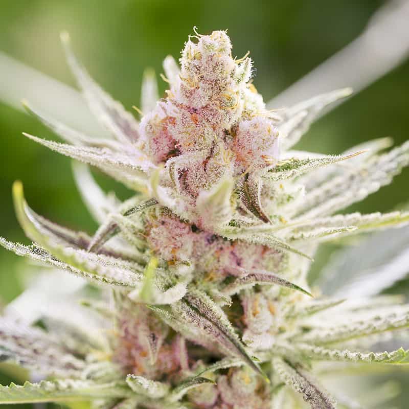 rainbows-semillas-de-marihuana-feminizadas rainbows-semillas-de-marihuana-feminizadas