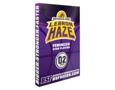 Semillas autoflorecientes de Lebron Haze