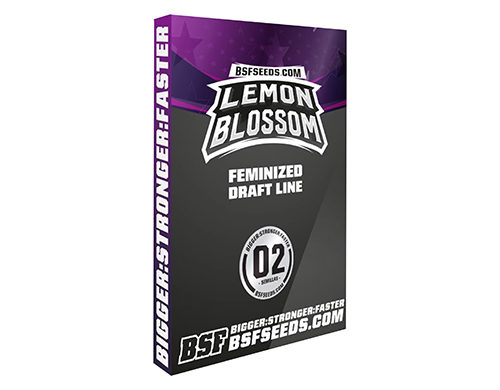 Semillas de cannabis autoflorecientes de Lemon Blossom