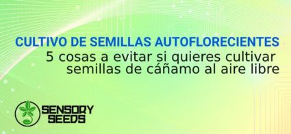 CULTIVO DE SEMILLAS AUTOFLORECIENTES