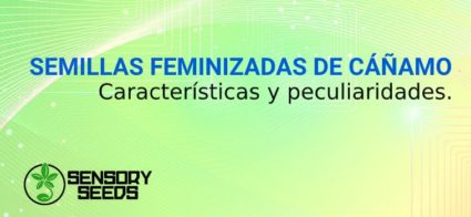 SEMILLAS FEMINIZADAS DE CÁÑAMO