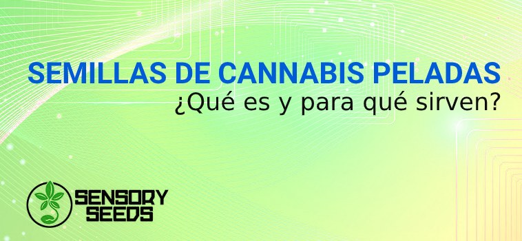 Semillas de Cannabis peladas