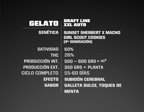Description Gelato XXL de semillas autoflorecientes