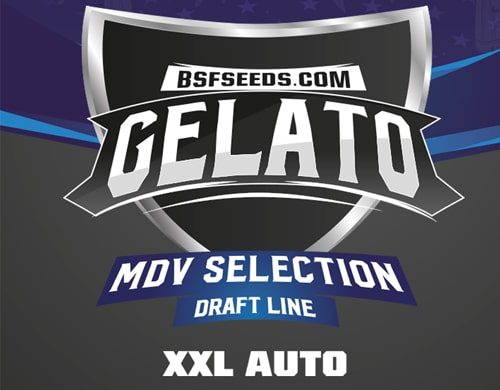 Etiqueta Gelato XXL de semillas autoflorecientes