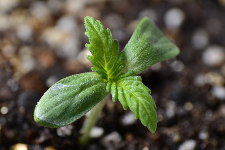 germinación de semillas de cannabis