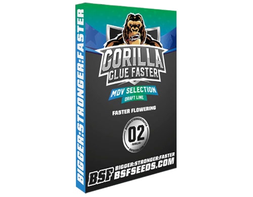 gorilla-glue Semillas Floraison Rapida Gorilla Glue
