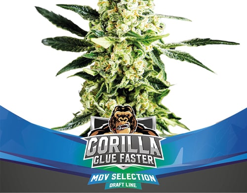 gorilla-glue-semillas-marihuana-floracion-rapida Gorilla Glue Faster