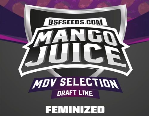 Logo Mango Juice de semillas feminizadas