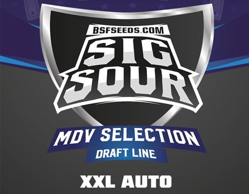 Logo Sig Sour XXL de semillas autoflorecientes