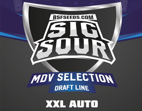 logo-sig-sour-xxl-semillas-autoflorecientes Logo Sig Sour XXL de semillas autoflorecientes