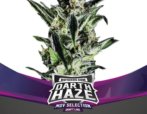Planta de Darth Haze de semillas feminizadas
