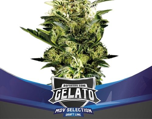 Planta Gelato XXL de semillas autoflorecientes