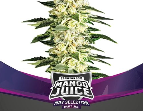 Planta de Mango Juice de semillas feminizadas