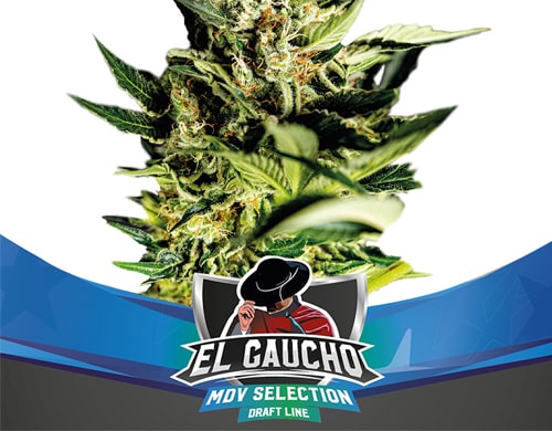 planta-semillas-floracion-rapida-el-gaucho Planta de semillas de floracion rapida El Gaucho