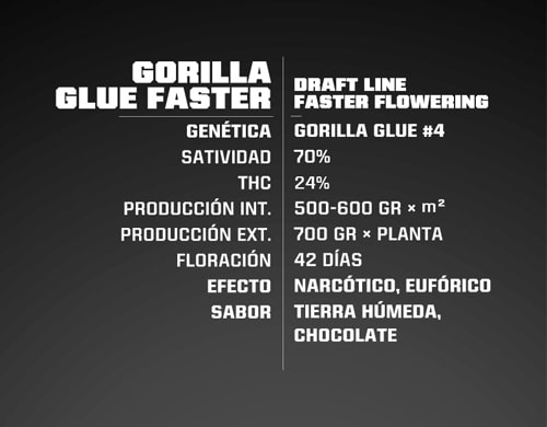 propriedas-semillas-marihuana-gorilla-glue Info Gorilla Glue semillas Cannabis