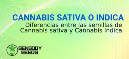 semillas de cannabis indica