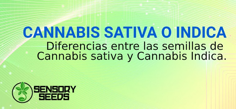 semillas de cannabis indica