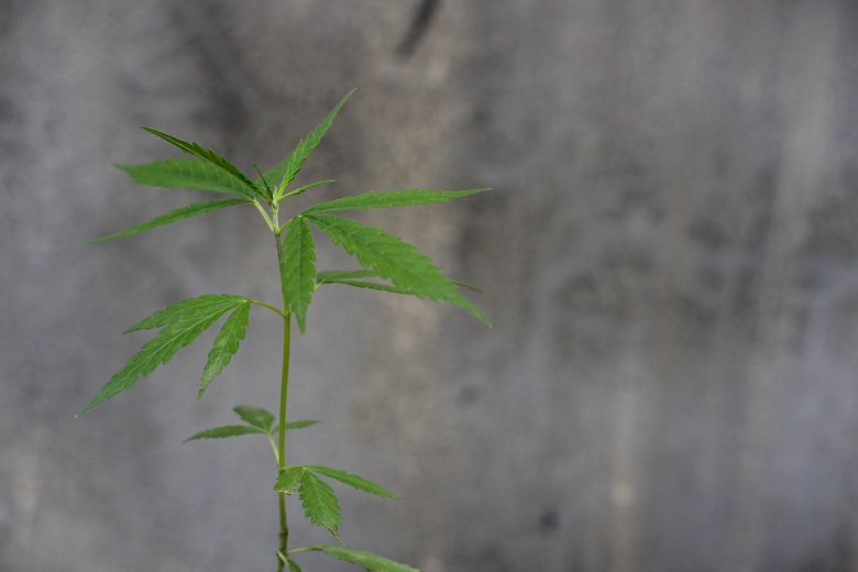 semillas de cannabis ruderalis