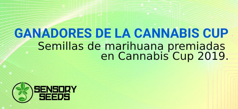 semillas de marihuana GANADORES