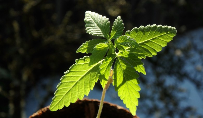 semillas de marihuana al aire libre