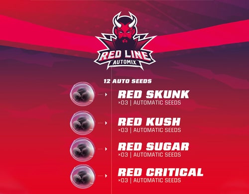 Descripcion del kit de semillas de marihuana Red Line Automix Descripcion del kit de semillas de marihuana Red Line Automix