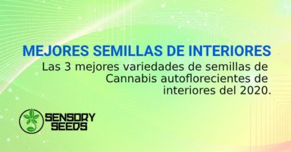 MEJORES SEMILLAS de cannabis DE INTERIORES