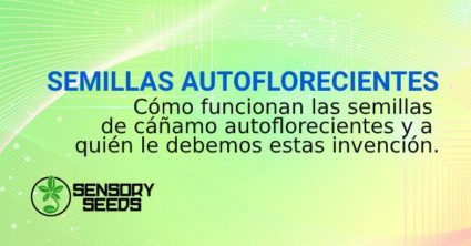 SEMILLAS AUTOFLORECIENTES CÓMO FUNCIONAN