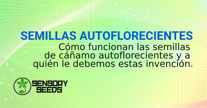 SEMILLAS AUTOFLORECIENTES CÓMO FUNCIONAN