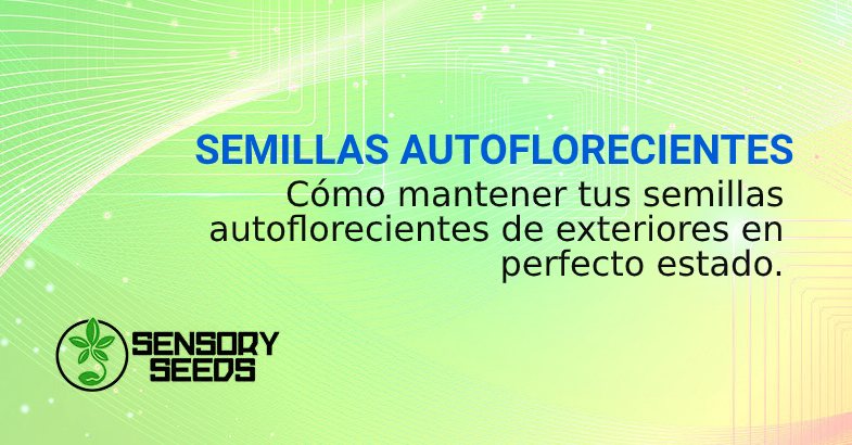 SEMILLAS AUTOFLORECIENTES DE EXTERIORES